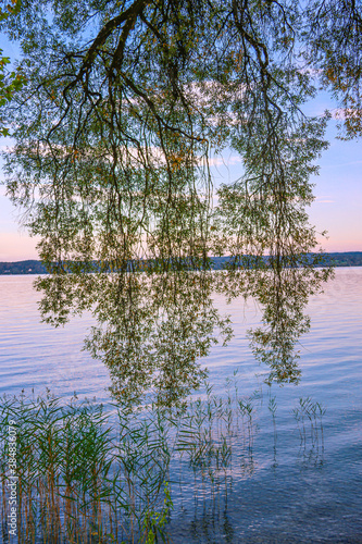 reflection of trees in water