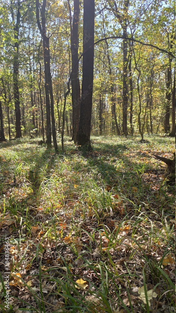 Obraz premium autumn forest in the morning