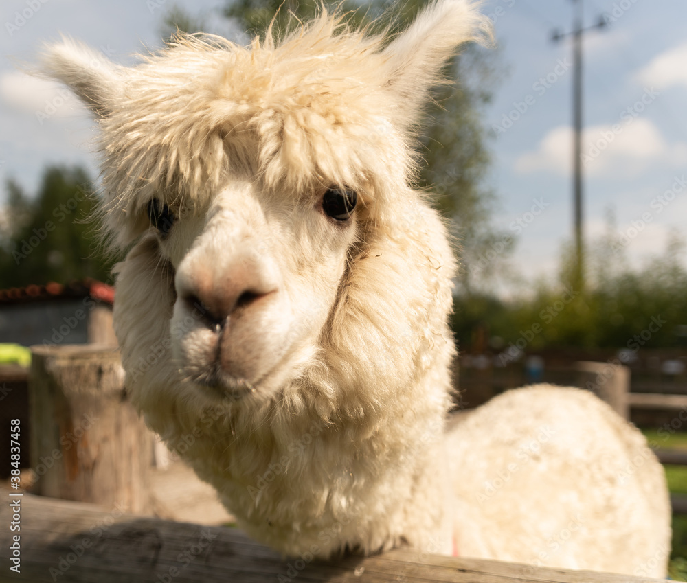 Young alpaca looks at the camera