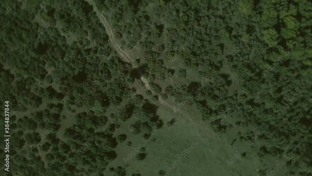 Top down view mixed forest, woodland aerial. Top down view mixed forest, woodland aerial.