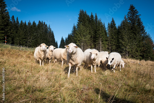 sheeps from mountains, crowd by the forest, bohemian forest, czech republic