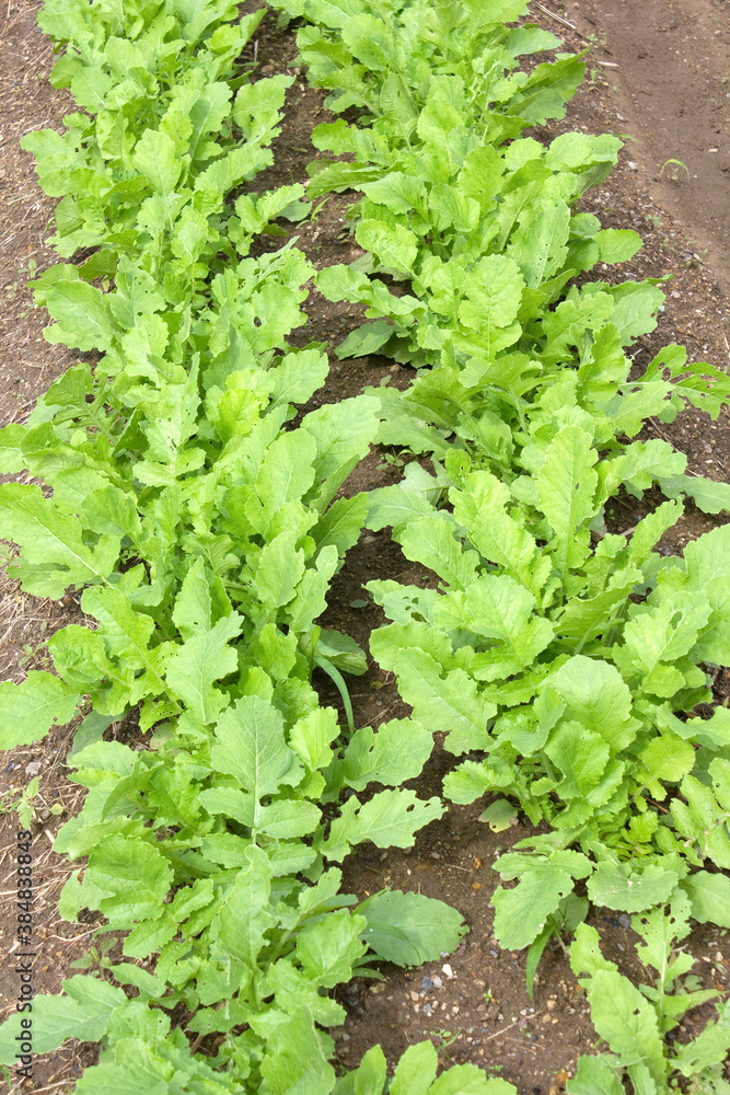 有機栽培の野菜 有機栽培の野菜