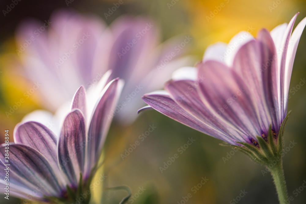 purple flower detail, close up from the garden, czech republic