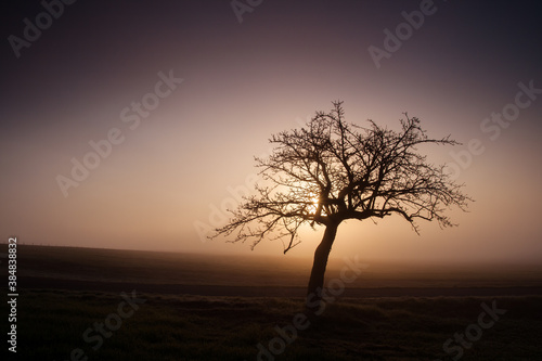 old tree silhouette in the foggy morning, autumn colorful moody landscape, czech republic