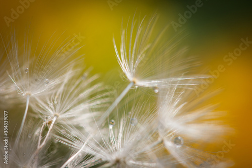 dandelion detail from summer garden, czech republic © Roman