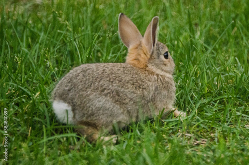 A young rabbit prepares to run in a grassy yard.