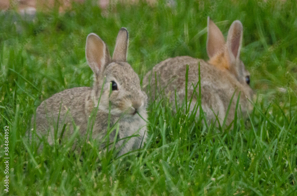 Fototapeta premium Two rabbits in a grassy yard.