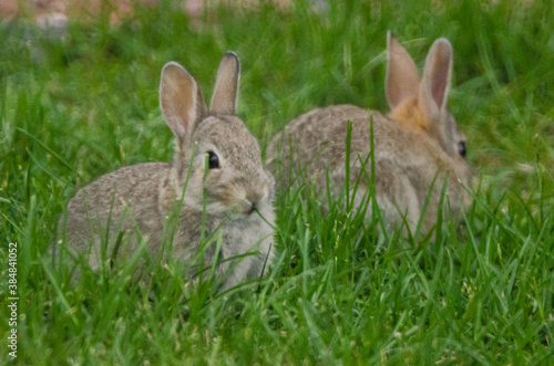 Two rabbits in a grassy yard.