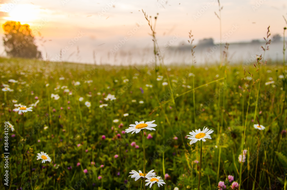 Obraz premium chamomile field in the morning fog