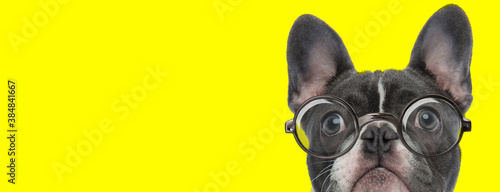 suspicious french bulldog puppy wearing glasses