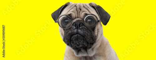sad pug dog wearing glasses and looking to side