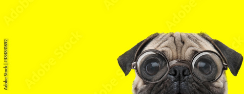 timid pug dog with big eyes wearing glasses
