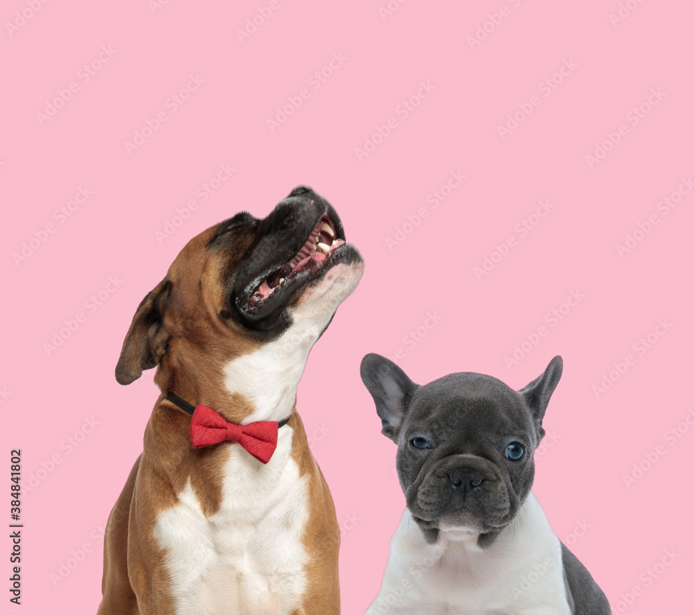 Obraz premium team of boxer and french bulldog