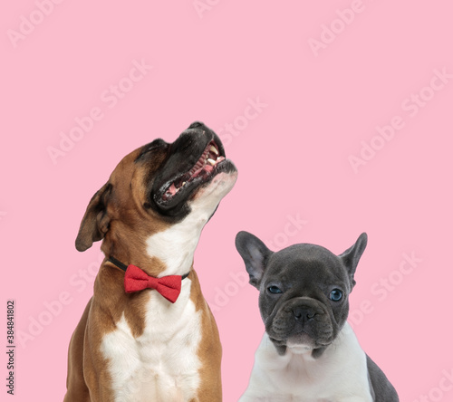 team of boxer and french bulldog