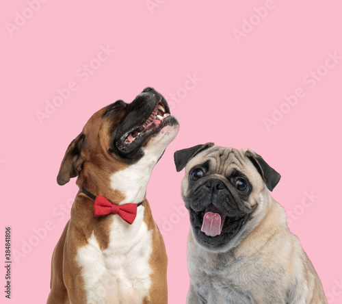 team of boxer and pug on pink background