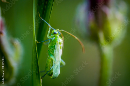 Small green bug (Macrolophus caliginosus)