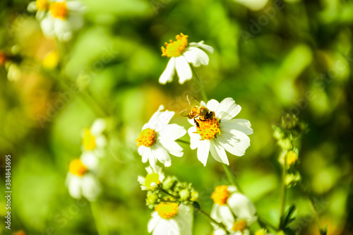 Little Bee on white cosmos flower. little bee collecting pollen from cosmos flower with natural blurred background. Concept of spring and summer.