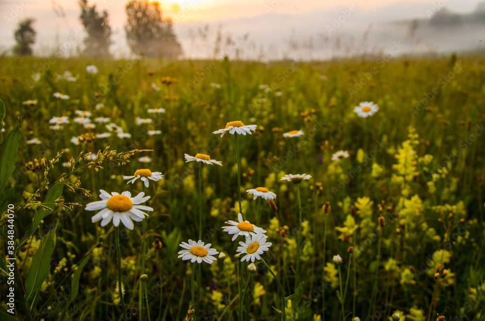chamomile field in the morning fog chamomile field in the morning fog