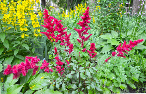 Astilba Japanese, Vesuvius variety and garden loosestrife in flower garden