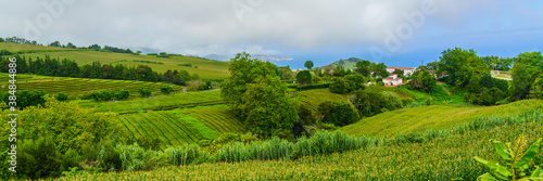Cha Gorreana tea factory plantation in green summer colours on Sao Miguel island, Azores, Portugal
