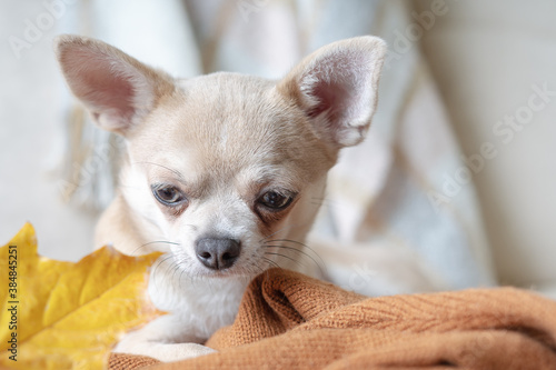 Dog lying on a plaid with maple fallen leaves. Puppy chihuahua warms under a blanket in cold autumn weather. Selective focus on the nose.