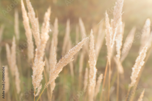 Spikelets of grass in the sunlight