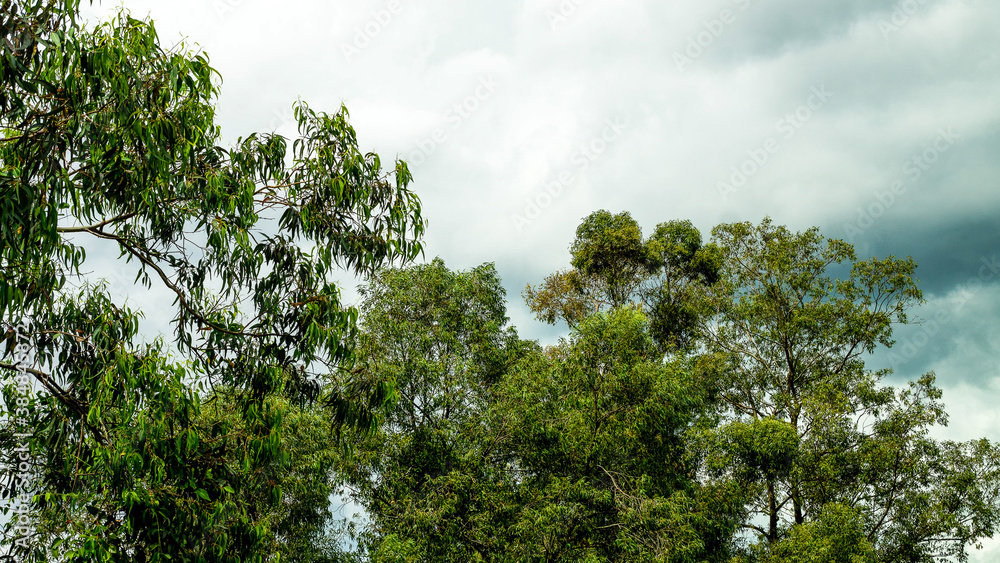 Obraz premium trees and sky