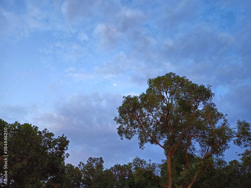 Obraz premium trees and sky