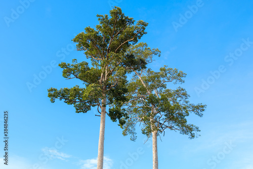 High trees named Dipterocarpus alatus Roxb.
