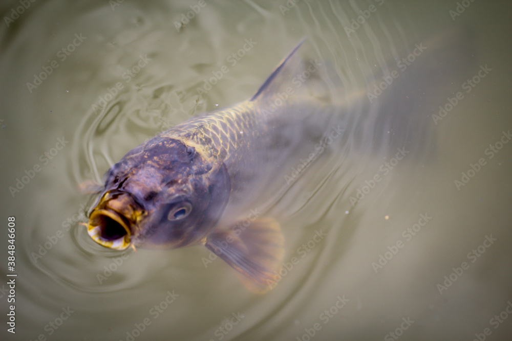 Ein Koi Karpfen in einem Teich. Diese Tiere werden ziemlich groß. Stock