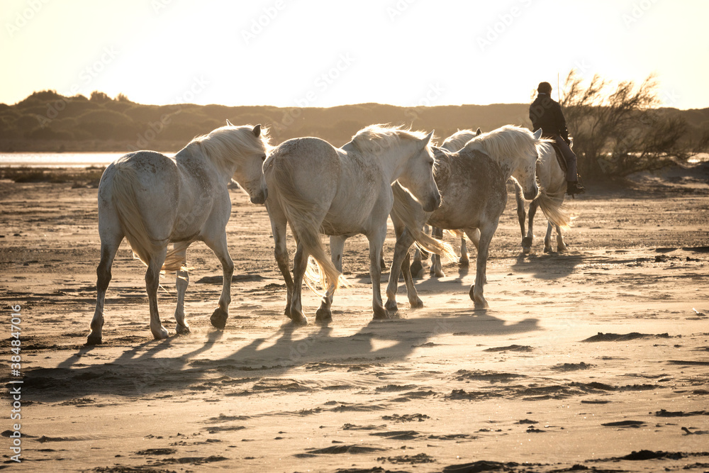 Herd of white horses are taking time on the beach. Image taken in Camargue, France. Herd of white horses are taking time on the beach. Image taken in Camargue, France.