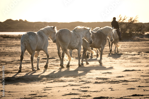 Herd of white horses are taking time on the beach. Image taken in Camargue  France.