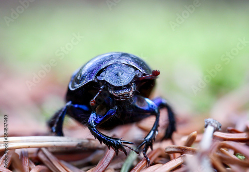 Bild auf Leinwand Nahaufnahme eines Waldmistkäfers (Anoplotrupes stercorosus) auf dem Waldboden
