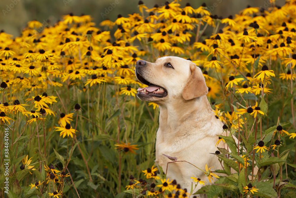 dog labrador retriever in yellow flowers outdoor in summer