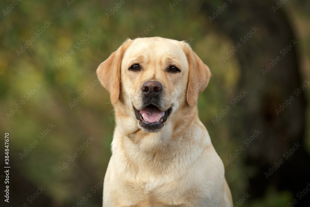 dog labrador retriever portrait outdoor in summer