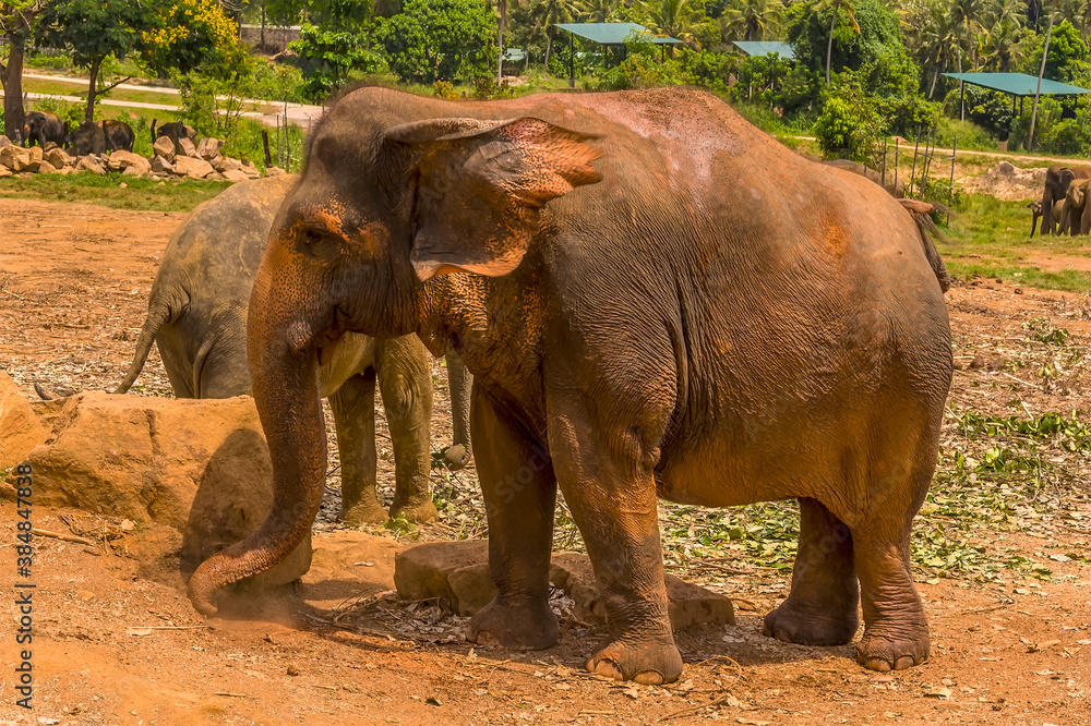Ταπετσαρία Mud dusted elephants trying to cool down in the midday heat at Pinnawala, Sri La