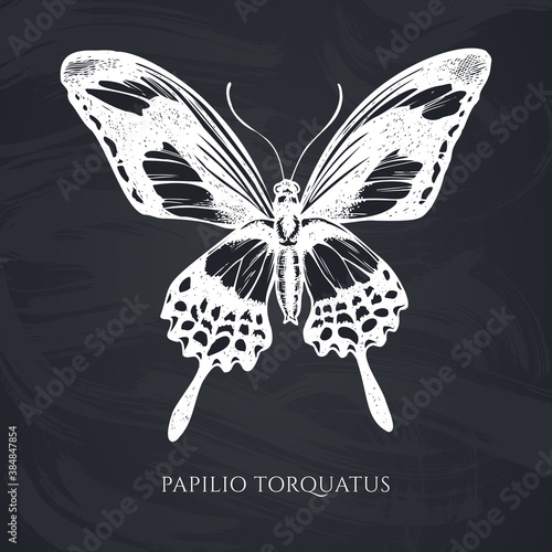Vector set of hand drawn chalk papilio torquatus