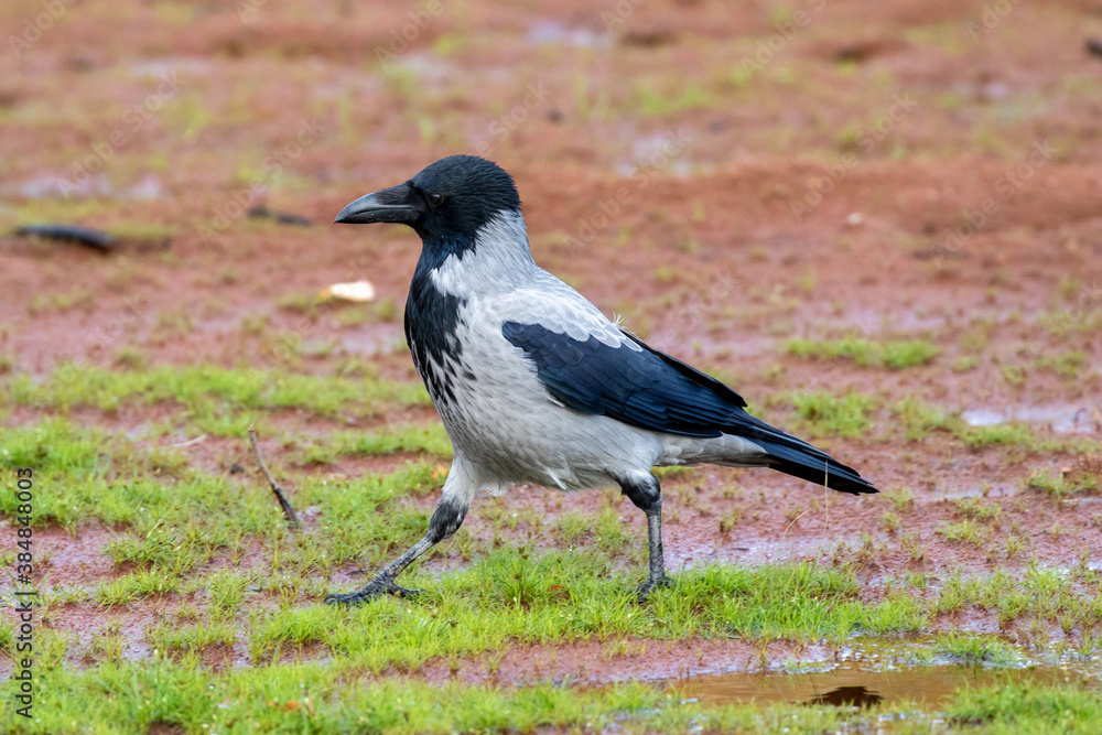 crow on the grass crow on the grass