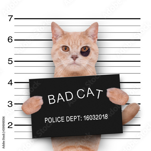 cat police mugshot