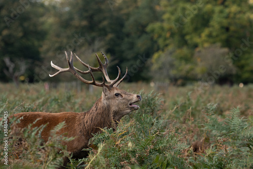 Large red stag deer roaring in the bracken