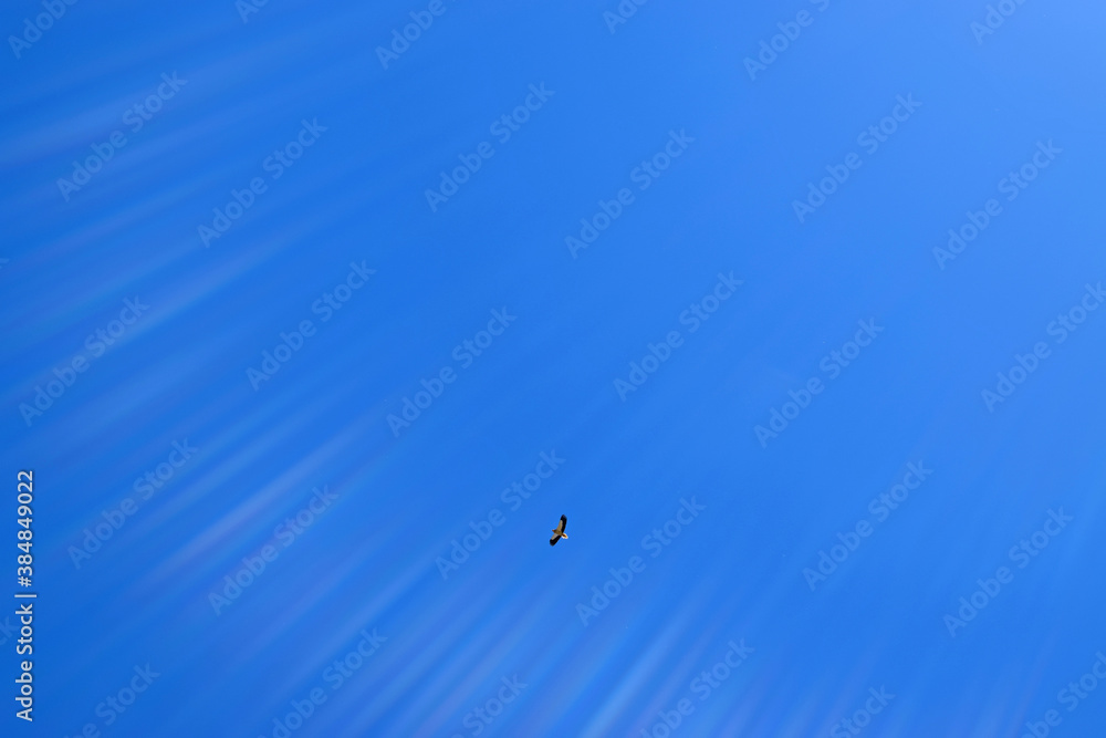 Fototapeta premium Alimoche planeando en el cielo de Monfrague, Egyptian vulture soaring in the sky of Monfrague