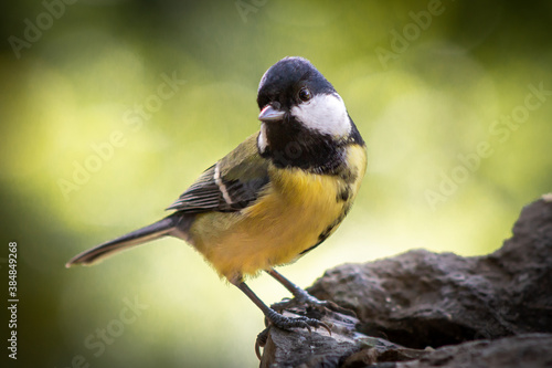 An adult great tit is perched on the rocks. Its striking yellow color makes it a very easy bird to recognize.