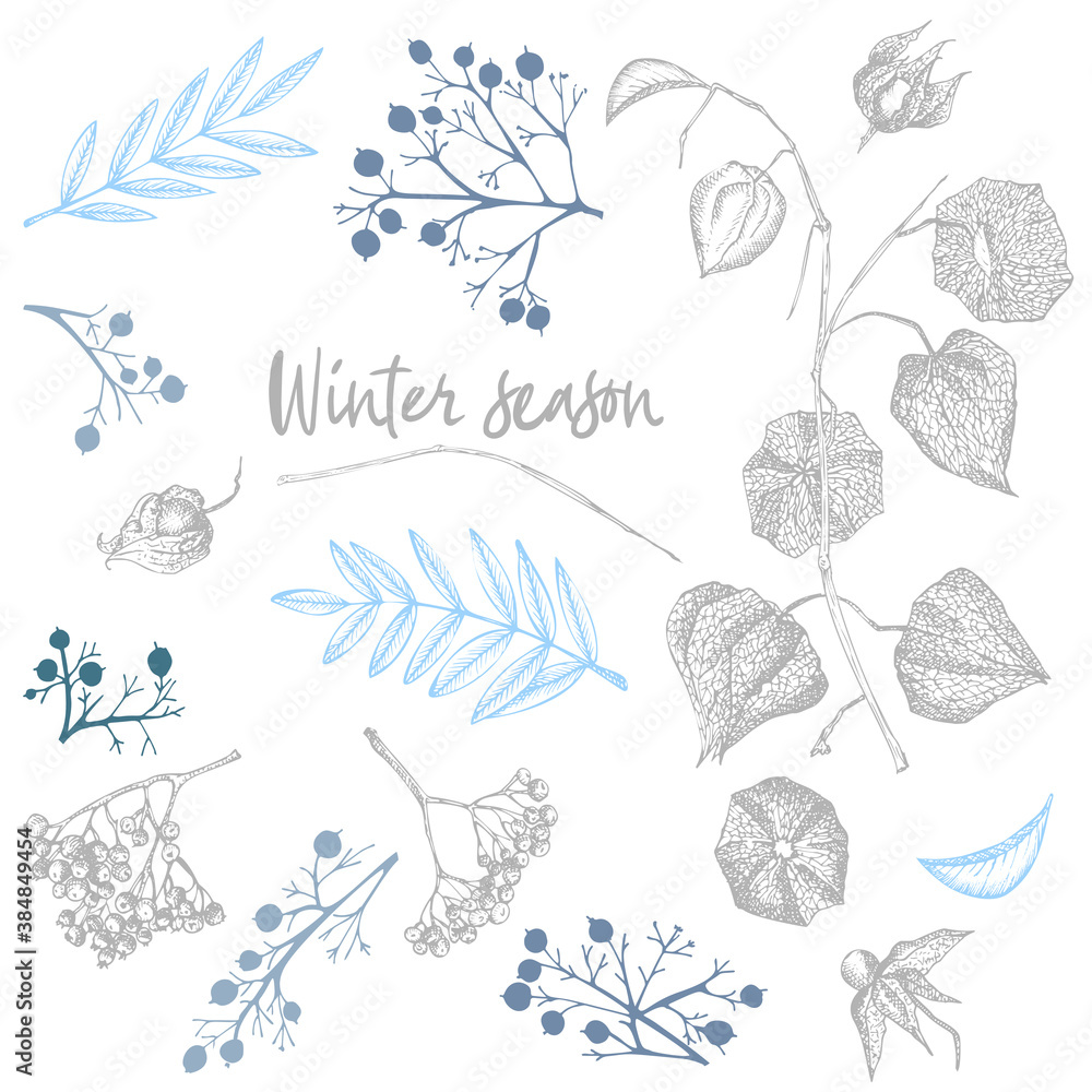 Set of twigs, berries, and leaves of plant isolated on white background. Winter christmas theme Hand-drawn vintage sketch botanical illustration. Engraving style. Flat color vector illustration