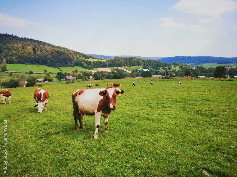Hereford cows graze on a green meadow. Cattle grazing in the Beskid Mountains.