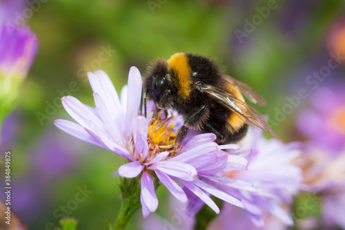 Bumblebee sp. (lat. Bombus) and Symphyotrichum  Novi-Belgii.