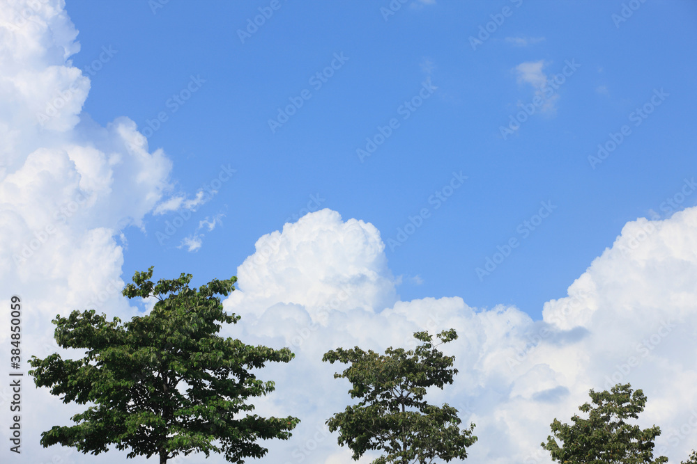 Obraz premium 樹木と入道雲