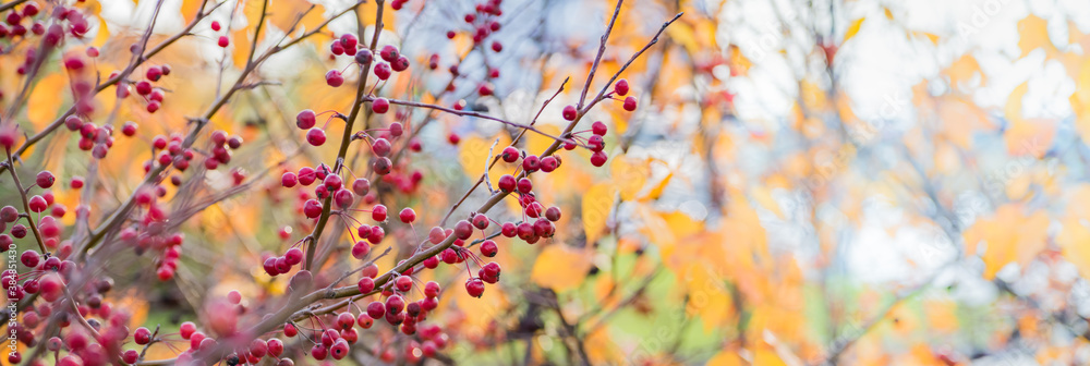 Beautiful panoramic autumn scenery with colorful leaves, berries and bokeh background