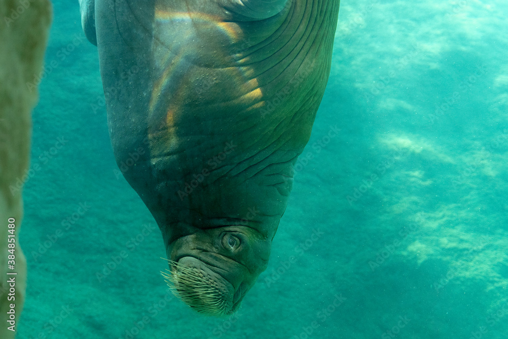 Naklejka premium Huge walrus swimming n the water