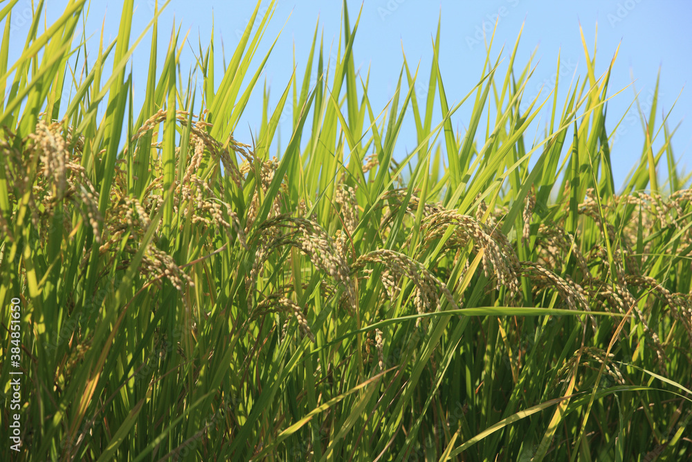 Fototapeta premium 稲穂