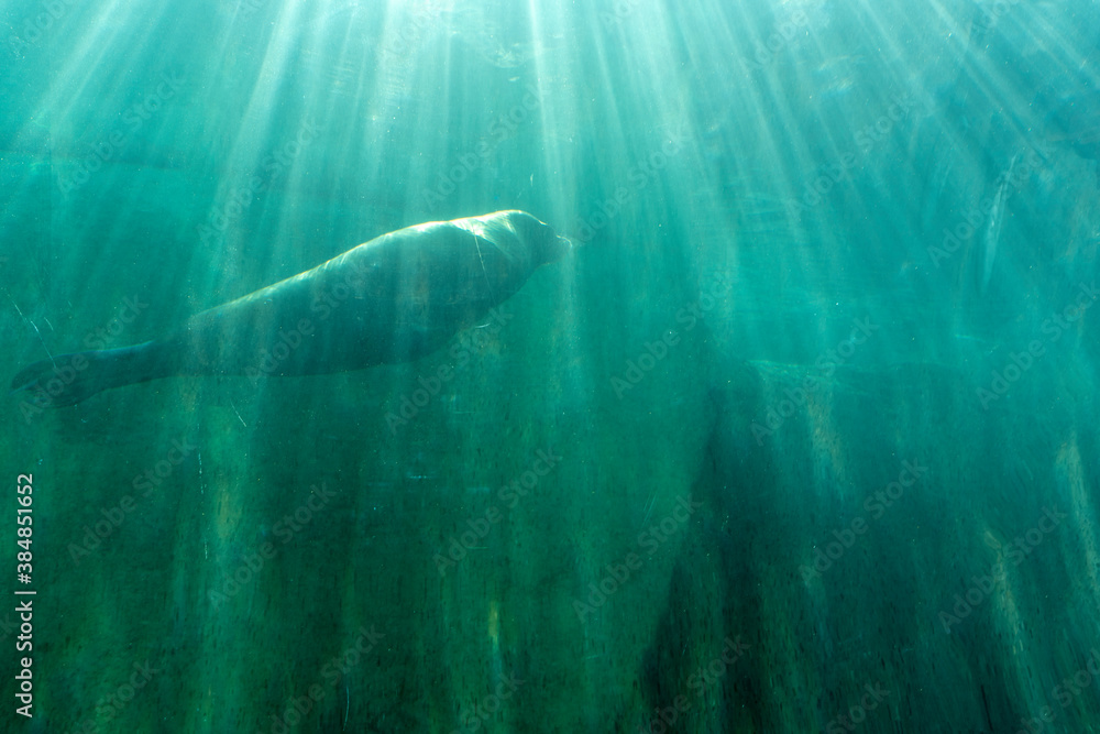 Fototapeta premium Huge walrus swimming n the water